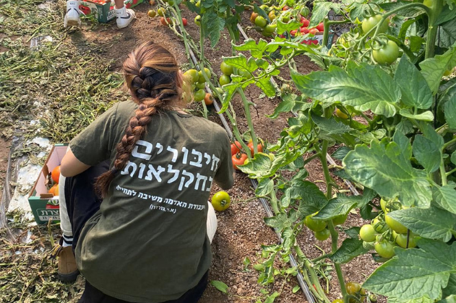 חיבורים בחקלאות (19)
